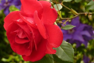 5 conseils pour cultiver ses Roses