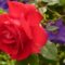5 conseils pour cultiver ses Roses